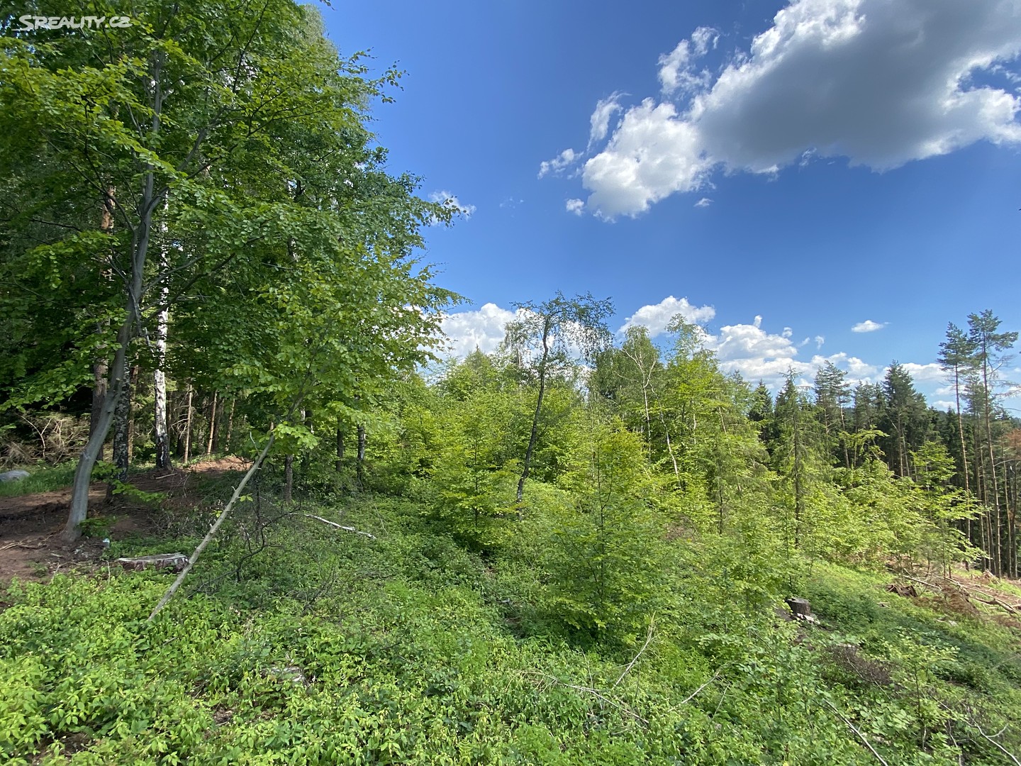 Prodej  lesa 2 625 m², Dolní Dobrouč - Horní Dobrouč, okres Ústí nad Orlicí