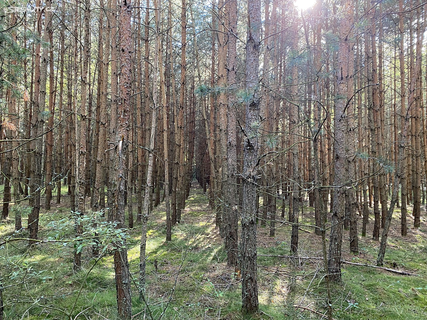 Prodej  lesa 3 208 m², Halámky, okres Jindřichův Hradec