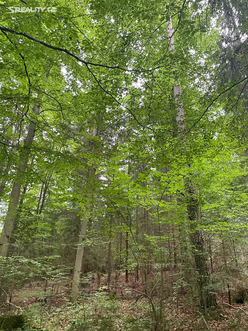 Prodej  lesa 10 760 m², Zbytiny - Koryto, okres Prachatice