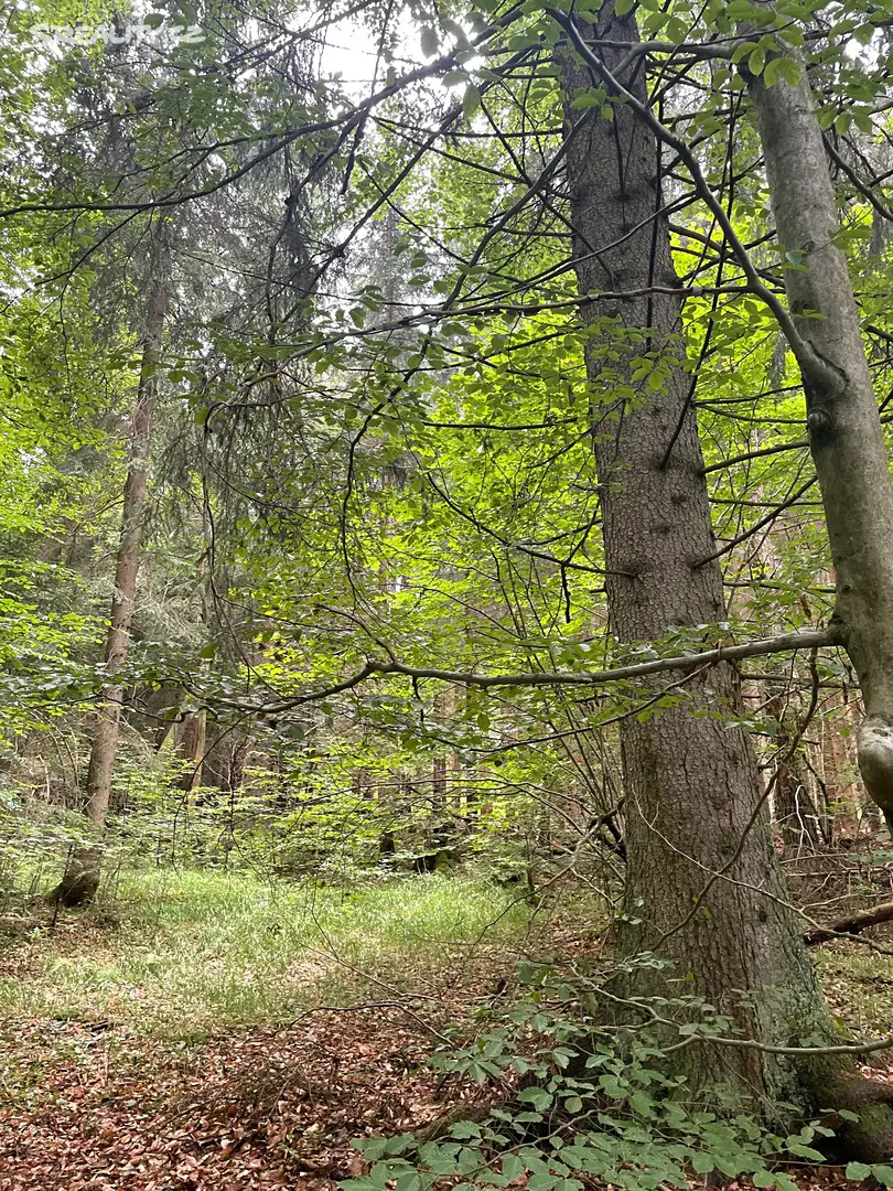 Prodej  lesa 10 760 m², Zbytiny - Koryto, okres Prachatice