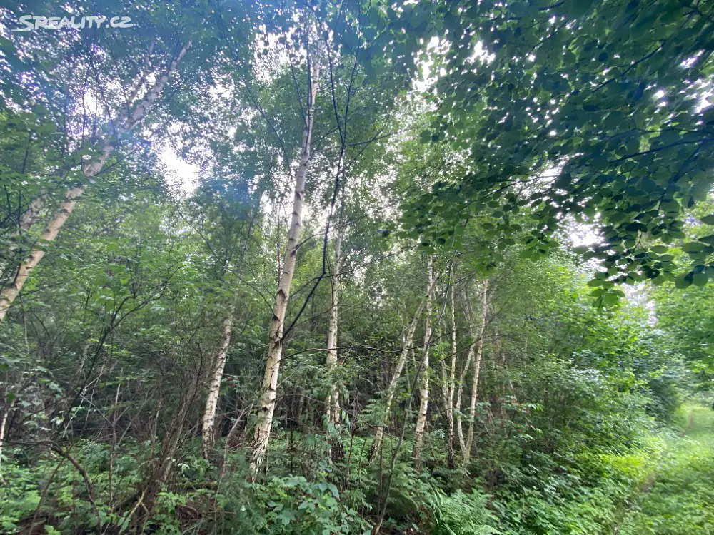 Prodej  lesa 4 599 m², Horní Studénky, okres Šumperk
