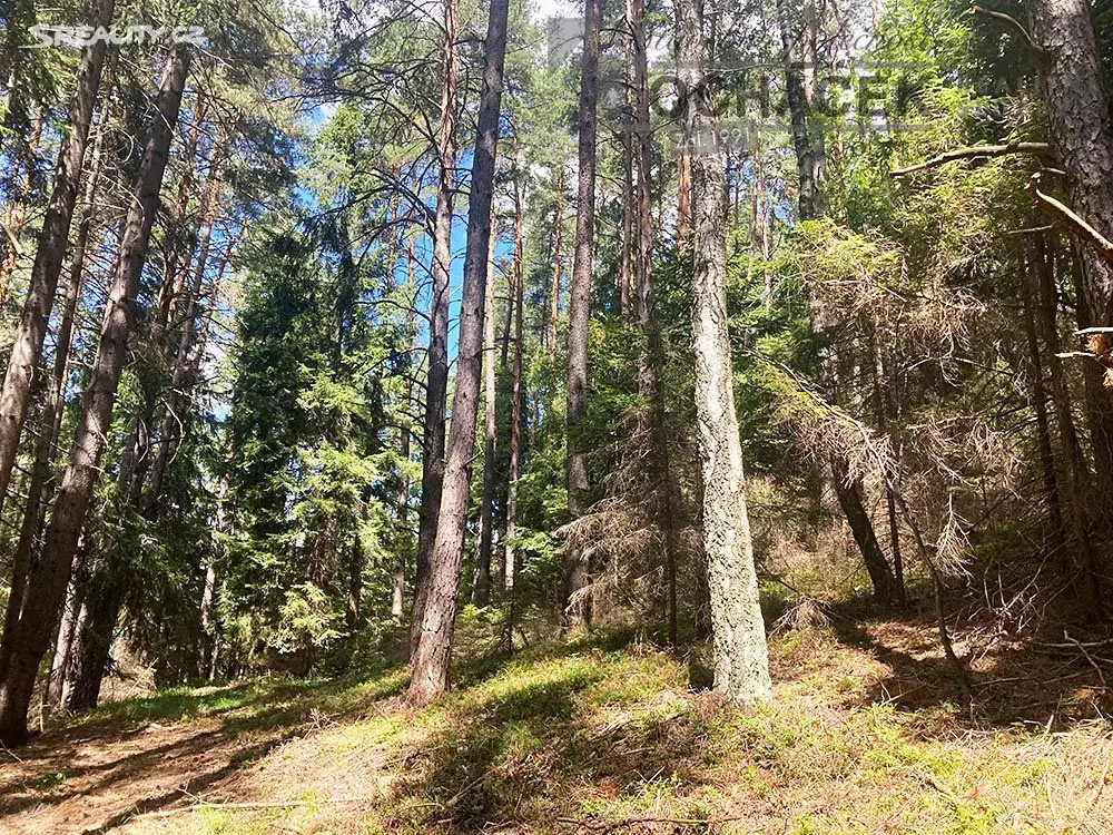 Prodej  lesa 71 526 m², Rohozná, okres Svitavy