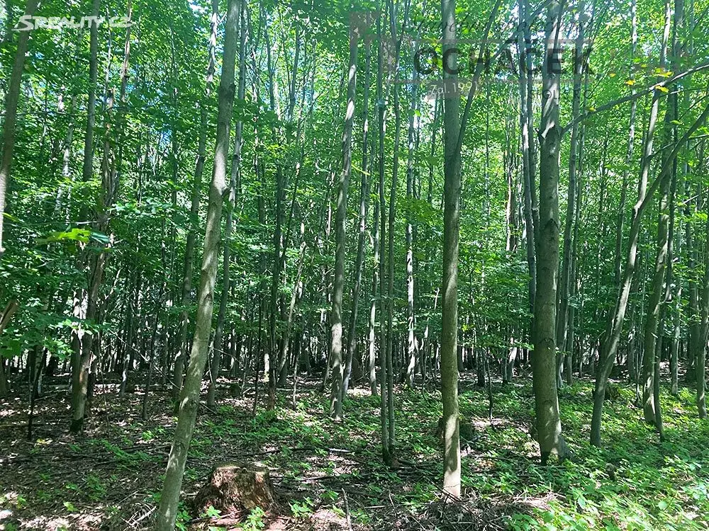 Prodej  lesa 71 526 m², Rohozná, okres Svitavy