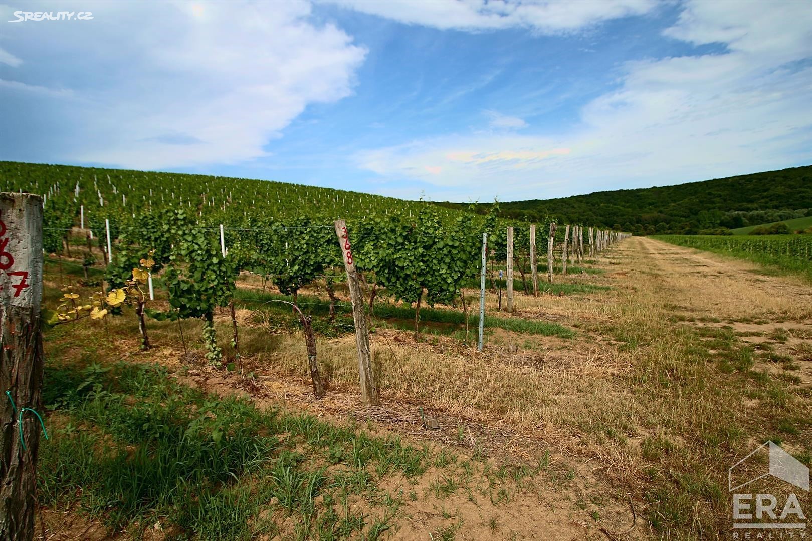 Prodej  sadu, vinice 187 827 m², Mikulov, okres Břeclav