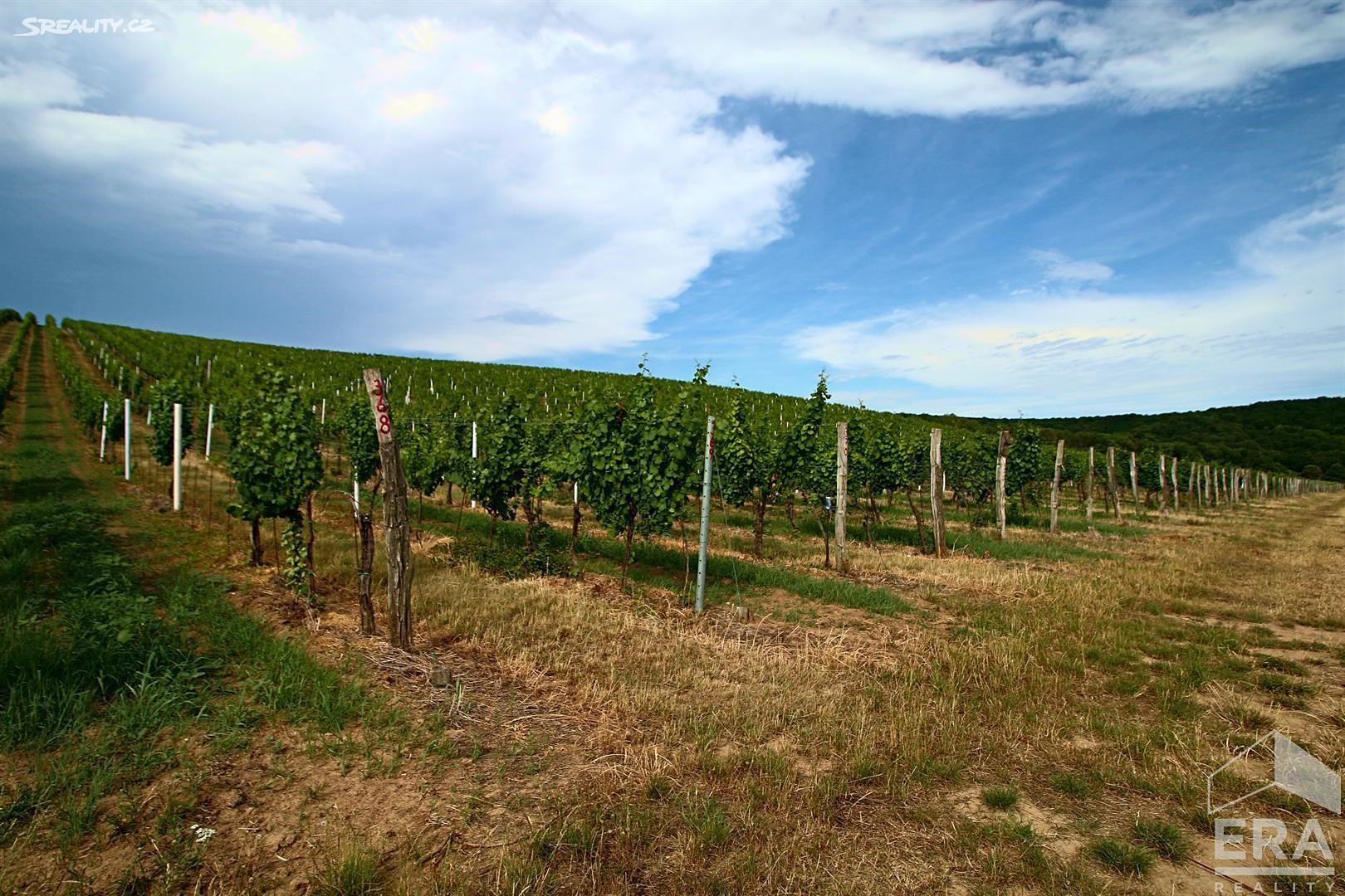 Prodej  sadu, vinice 29 800 m², Mikulov, okres Břeclav