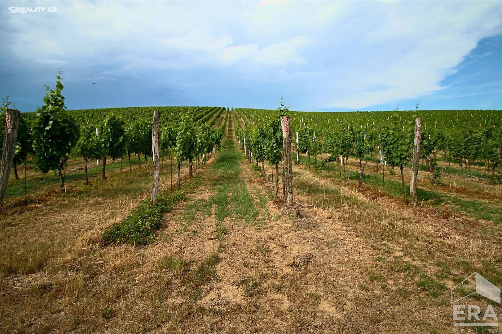 Prodej  sadu, vinice 7 700 m², Mikulov, okres Břeclav