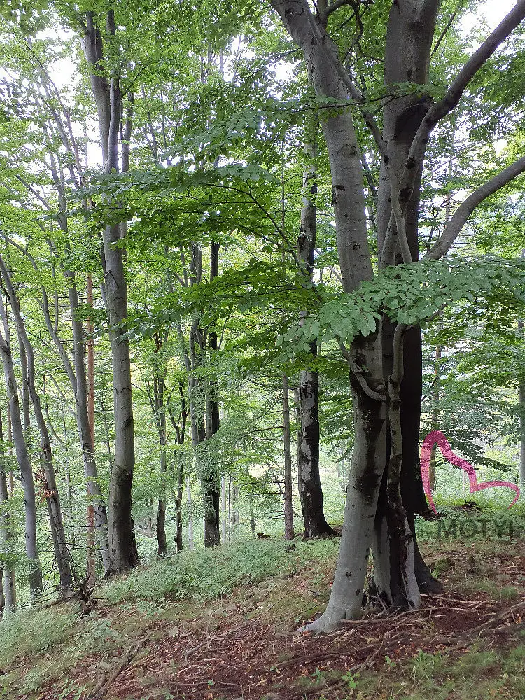 Třinec - Tyra, okres Frýdek-Místek