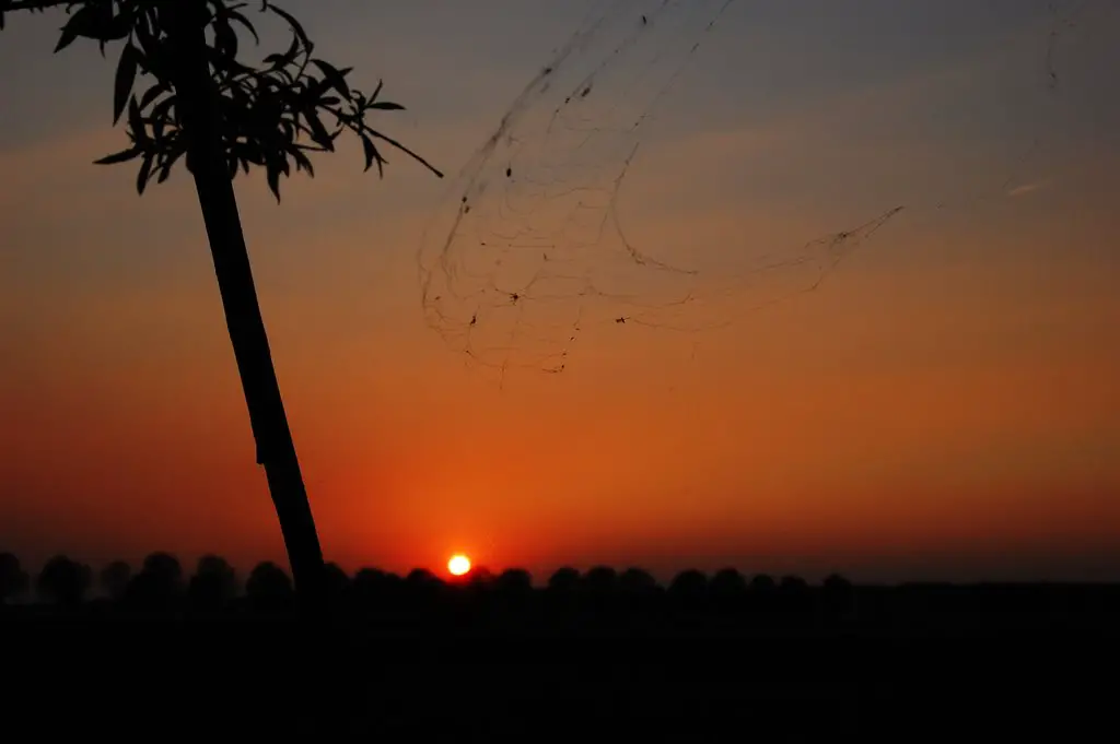 Spidersweb against the sunset, Hoeven, Netherlands