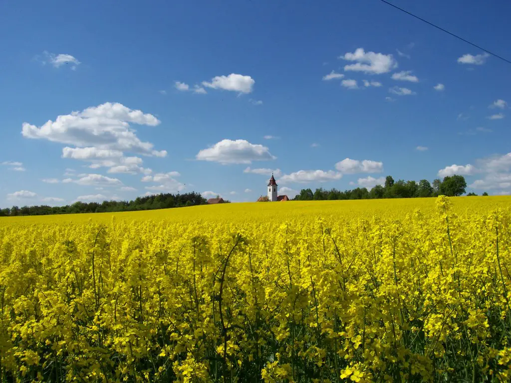 CZ, spring landscape near Horní Újezd