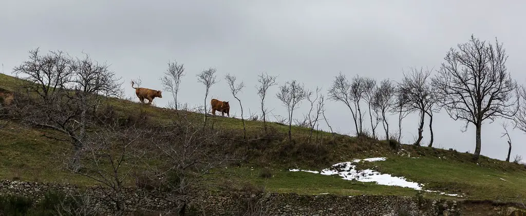Vaches en cavale
