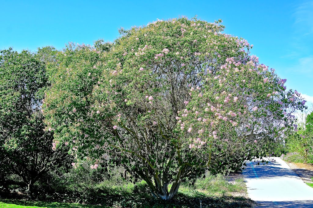 Cape Chestnut Tree From S E Africa At South Coast Botanic Garden