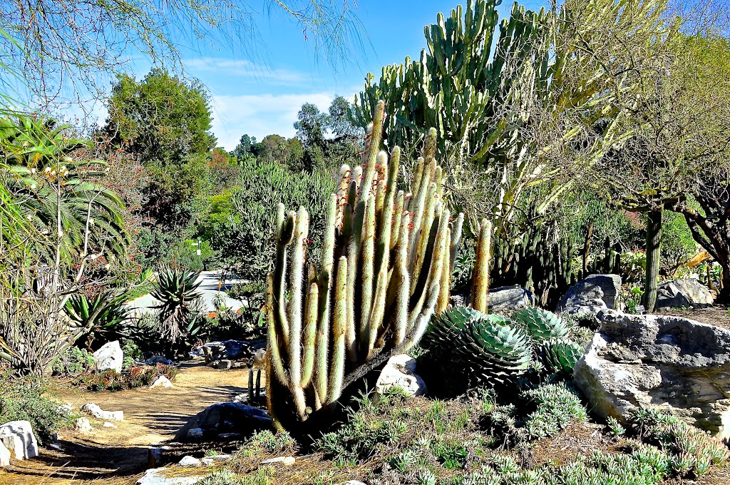 Desert Plants At The South Coast Botanic Garden Palos Verdes
