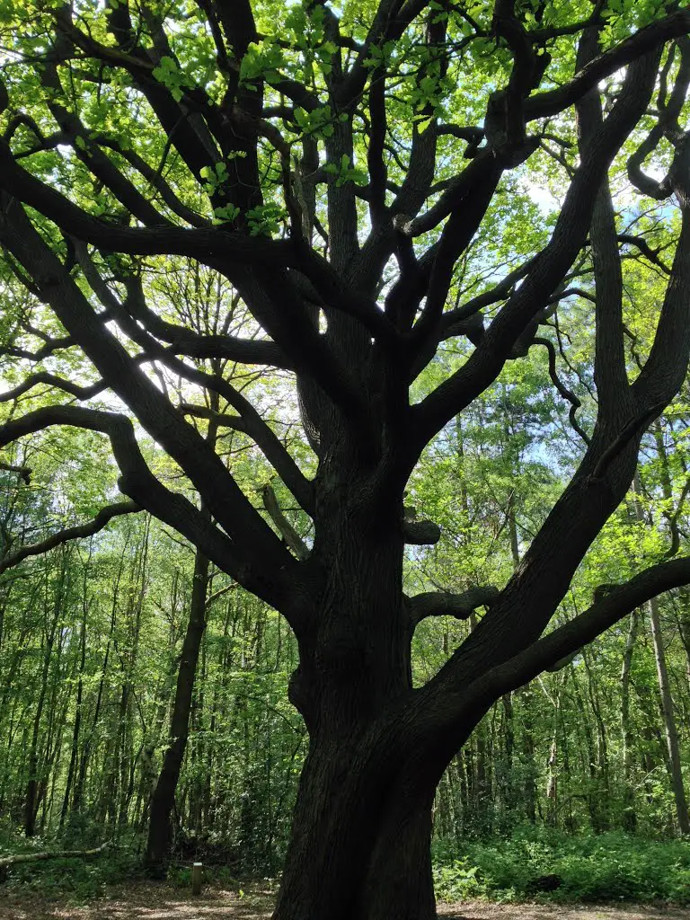 The Great Oak, Joydens Wood