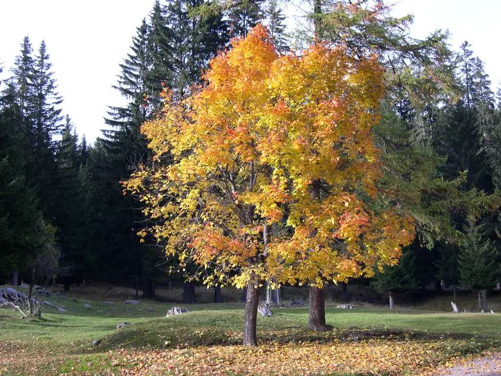 Parco di Paneveggio - Colori d'autunno