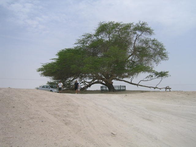 Tree Of Life Bahrain Mapio Net
