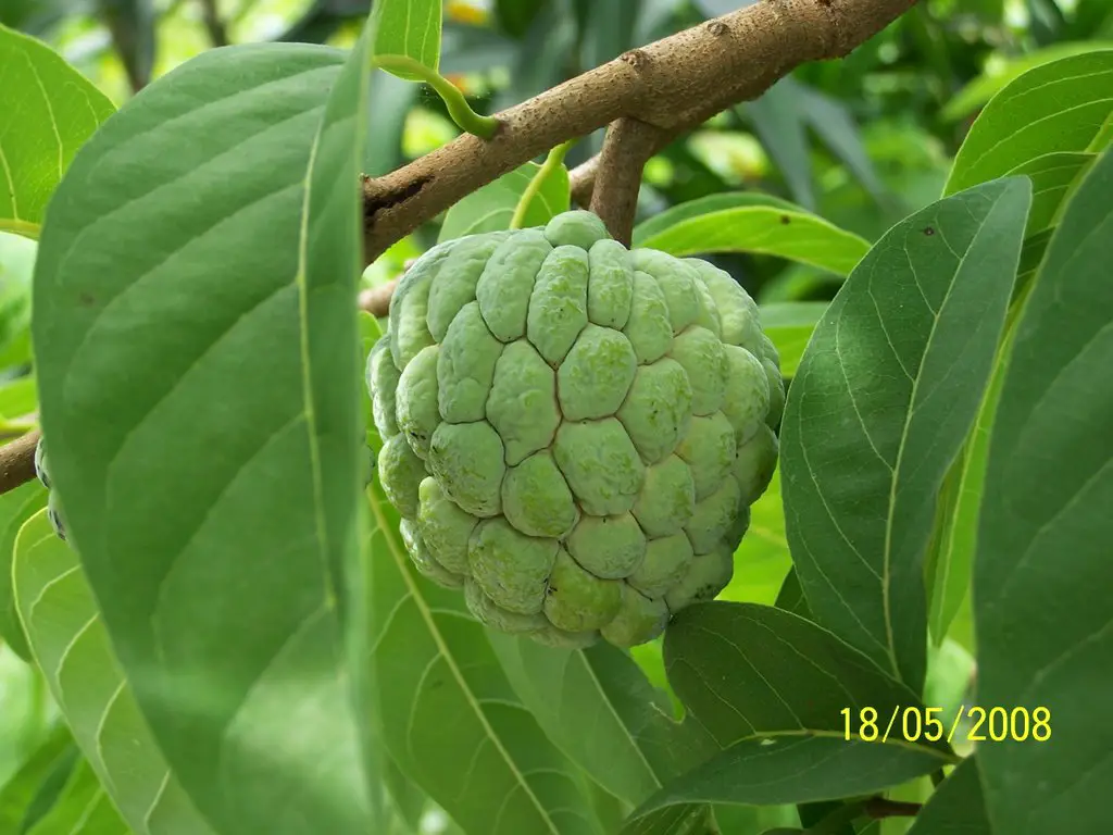Atis Fruit From Luarca Unayan Farm Mapio Net
