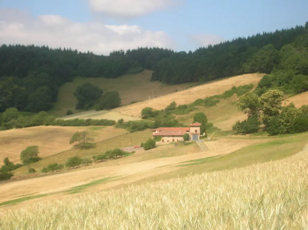 Champs de blé près de Vaugneray