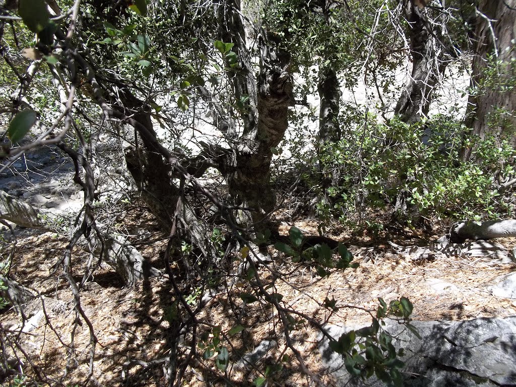 Shrubby Interior Live Oak Quercus Wislizenii Var