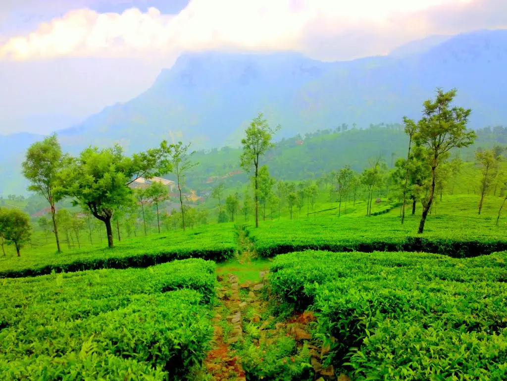 Tea Gardens of Nilgiris, Tamil Nadu, India