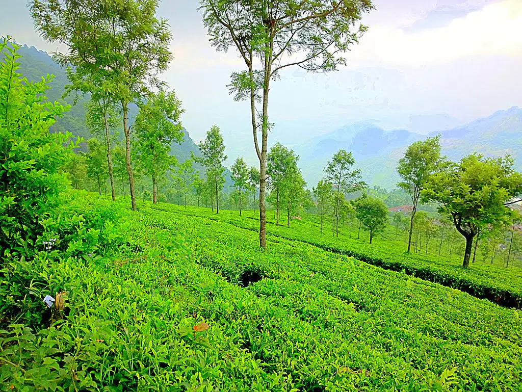 Tea Garden slops of Nilgiris, Tamil Nadu, India