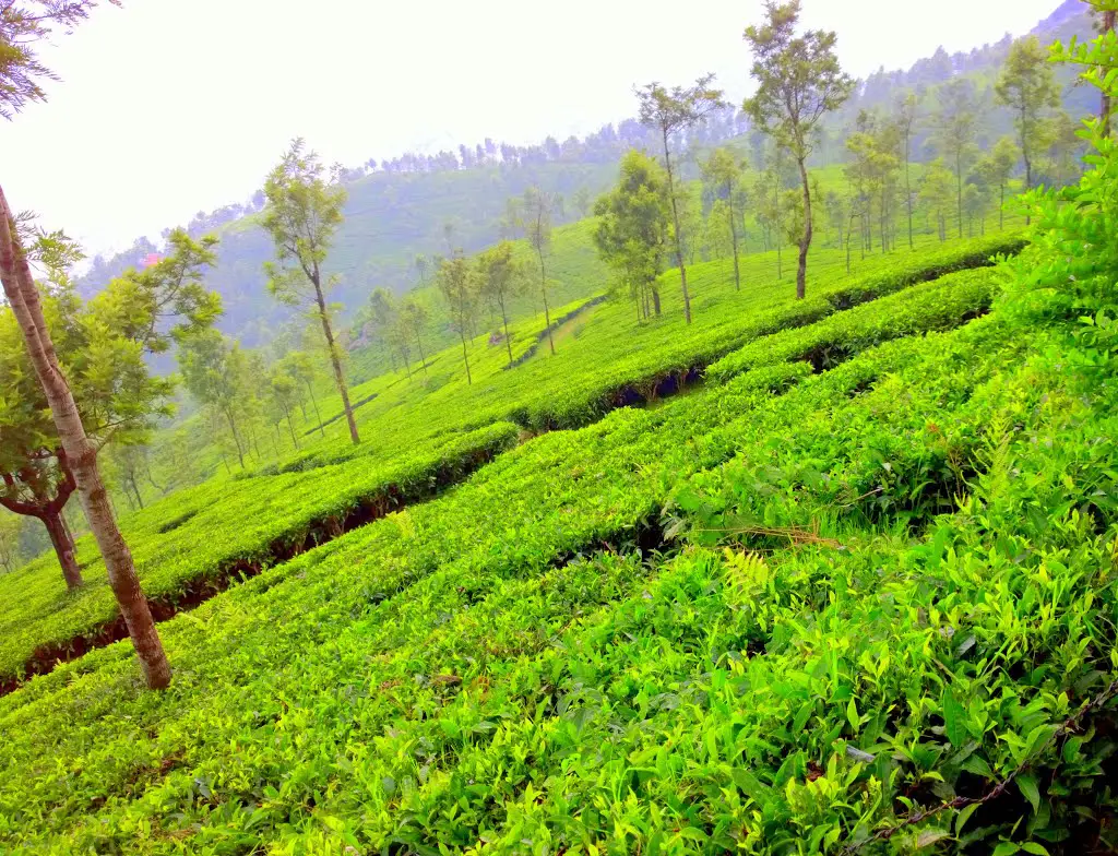 Tea Garden slops  of Nilgiris, Tamil Nadu, India
