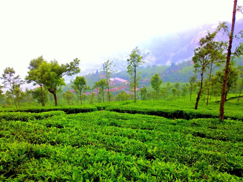 Tea Gardens of Nilgiris, Tamil Nadu, India