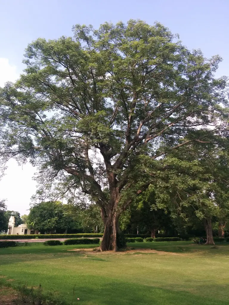 Huge Tree at Teen Murti Bhavan front lawn