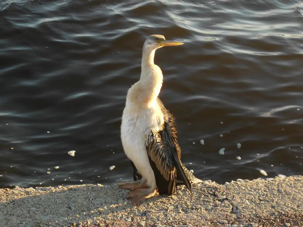 Wildlife along the northern bank of the Swan River, Perth, 26092014