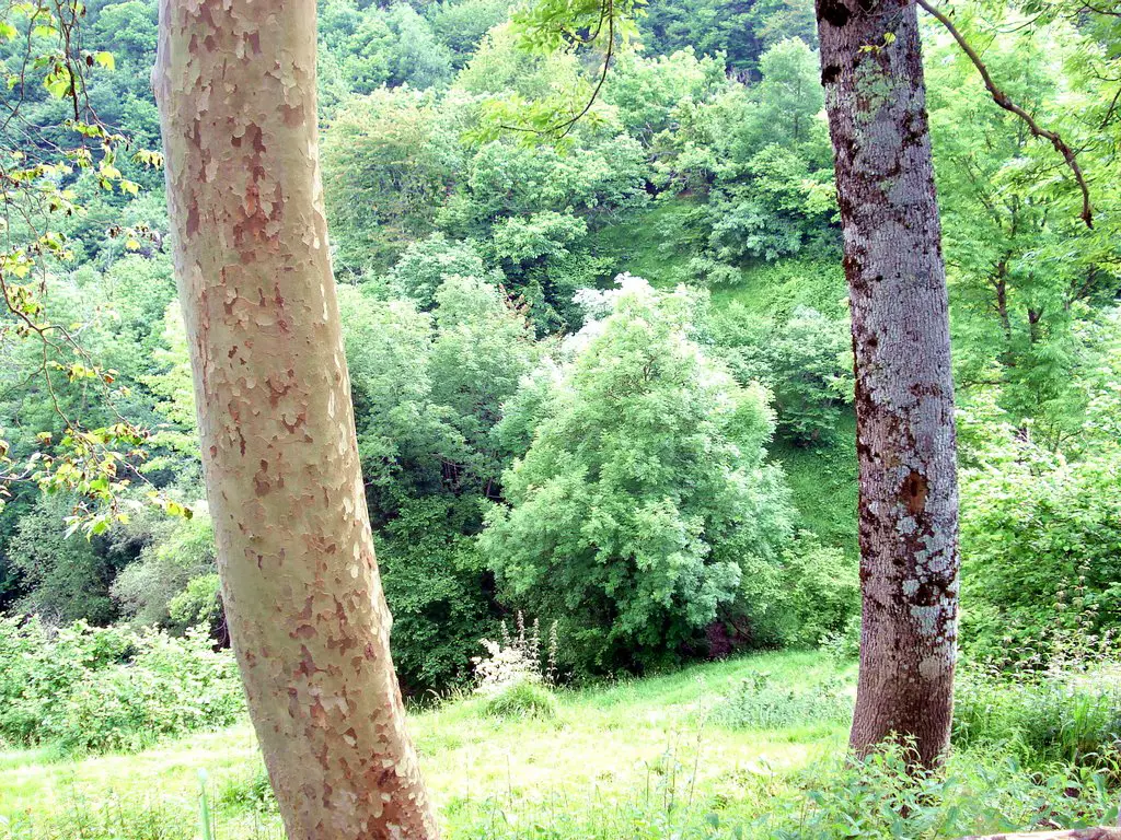 Los arboles dejan ver el bosque- Trees let sight wood | Mapio.net