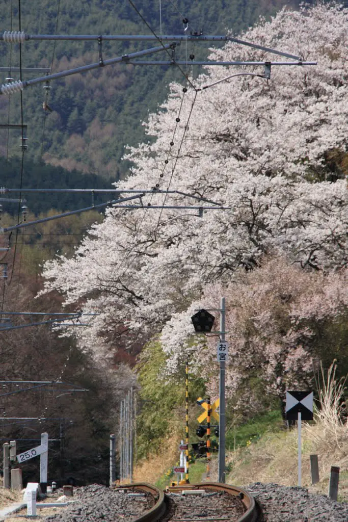 飯田線・羽場の桜(110424)