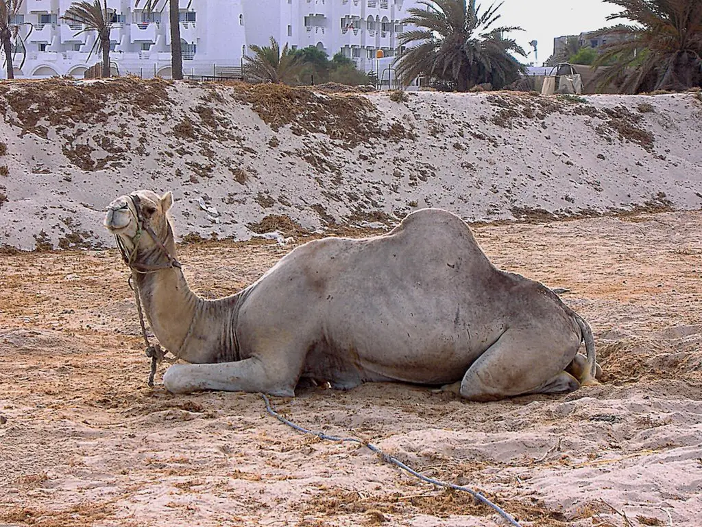 Resting Camel Beside The Hotel Prima Life Garden Park Mapio Net