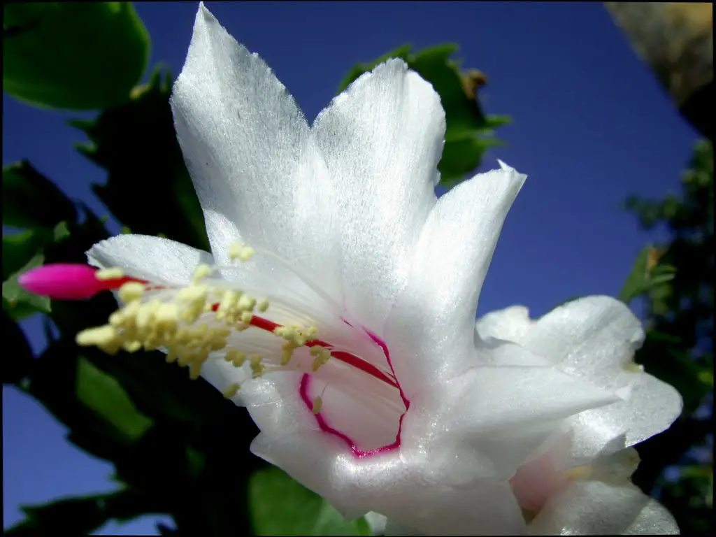 Flor-de-maio, Cacto-de-natal, Cacto-da-páscoa, Flor-de-seda. _Schlumbergera  truncata_ (Cactaceae) | Mapio.net