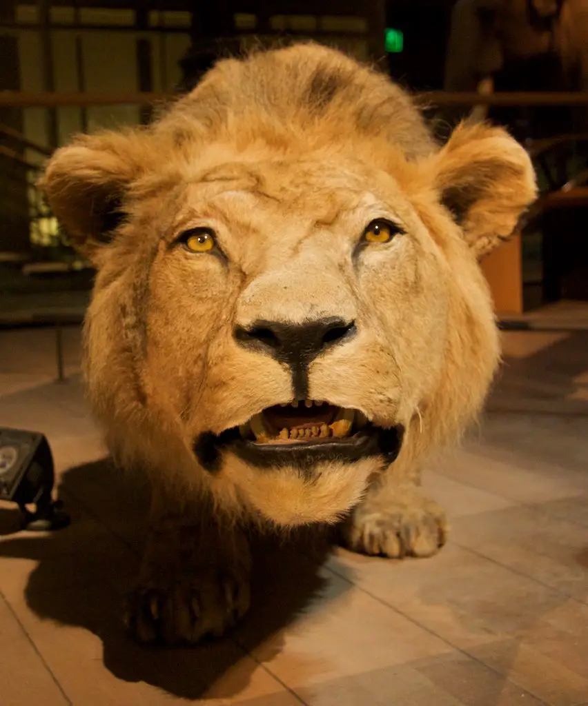 Lion. Musee d'histoire naturelle