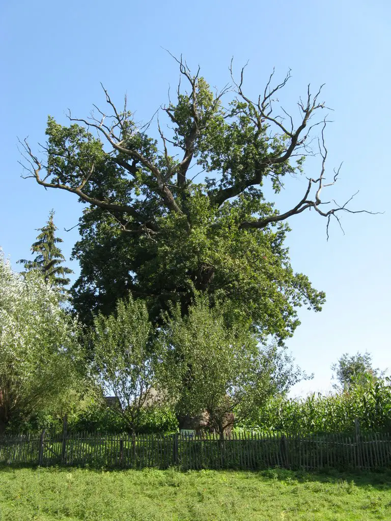 Stejarul din Botosana