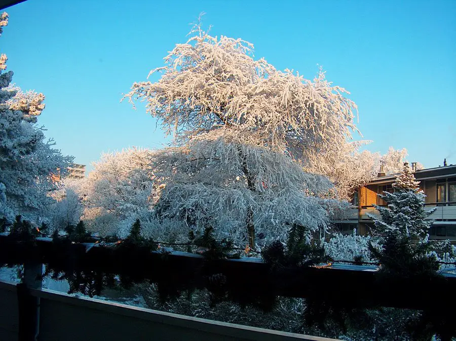 Hoar frost winter 2007