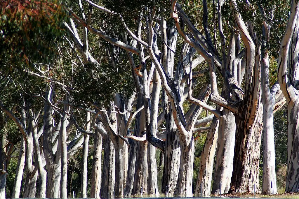Perth : Kings Park : Avenue of Trees