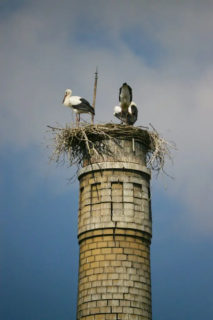 White Stork - Ciconia ciconia - Čáp bíly - Bocian biely