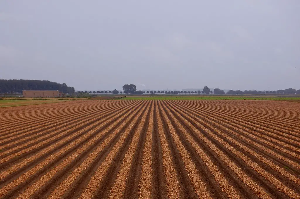 Onionfields near Oudenbosch, Netherlands