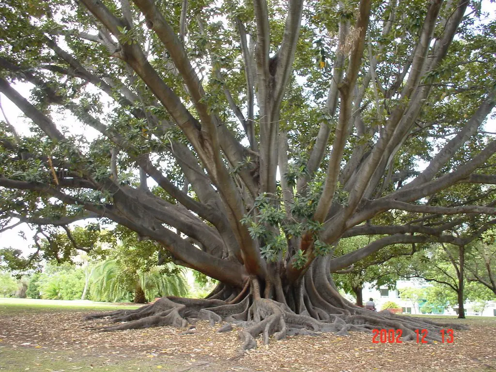 Huge Fig Tree in Kings Park