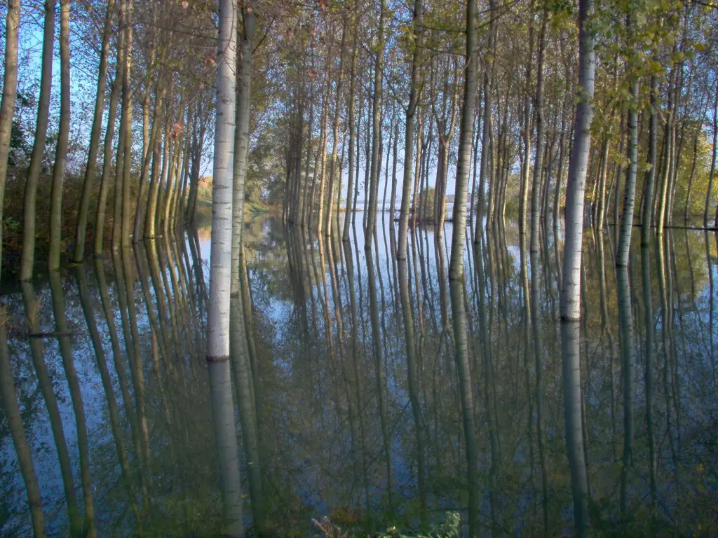 Il Po allaga il pioppeto. Po river ( in flood) in a poplar plantation.