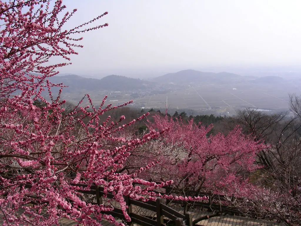 筑波山梅林 A Plum Blossom Garden At Mt Tsukuba 15 Mapio Net