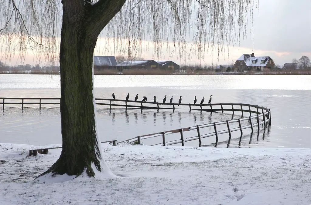 Mijnsheerenland - Cormorants in Winter landscape