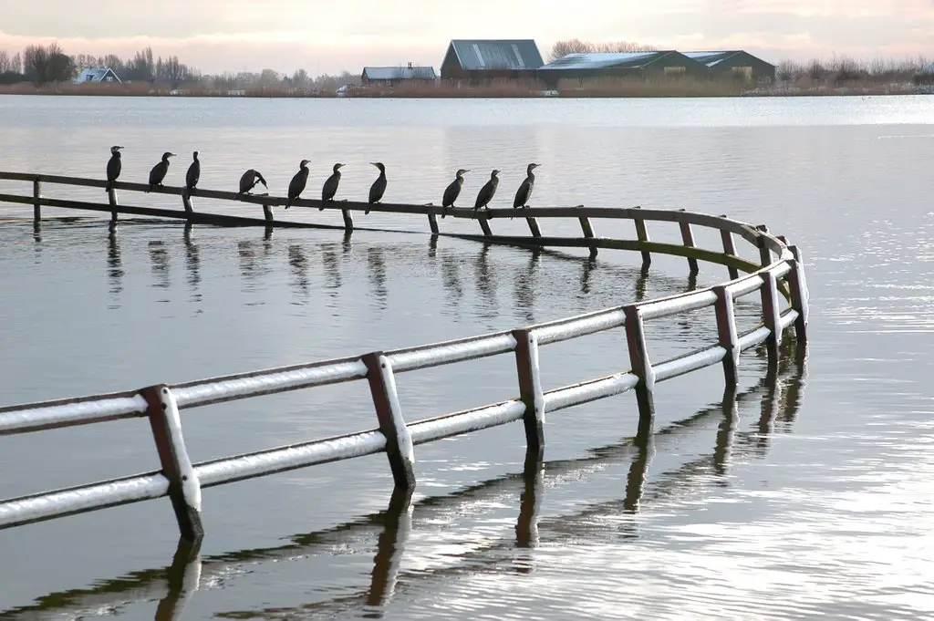 Mijnsheerenland - Cormorants on the railing of the "child's beach" 