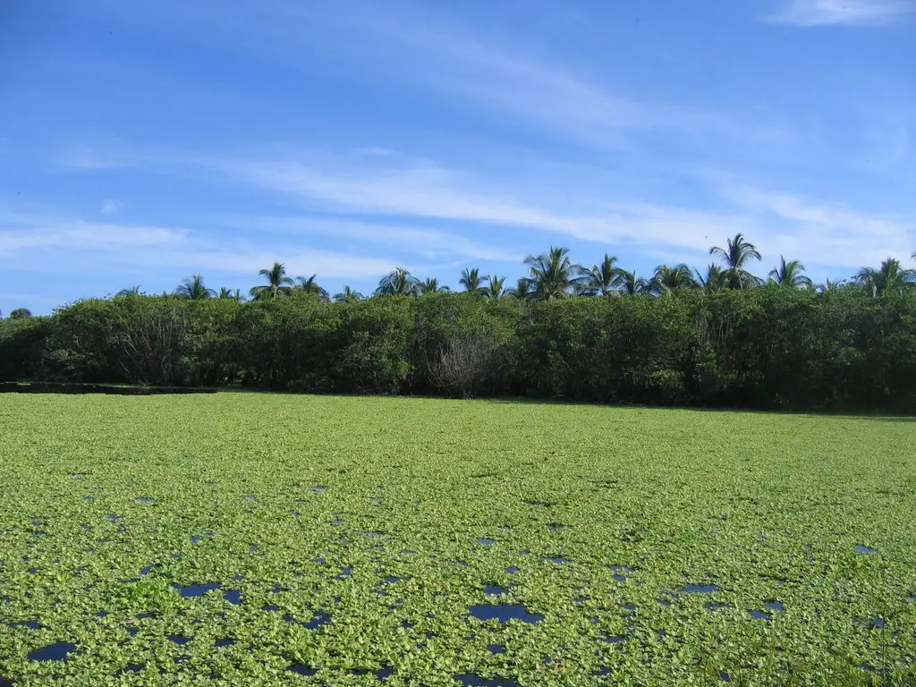 Manglares, pantanos y lirio acuático (Eichornia crassipes) 