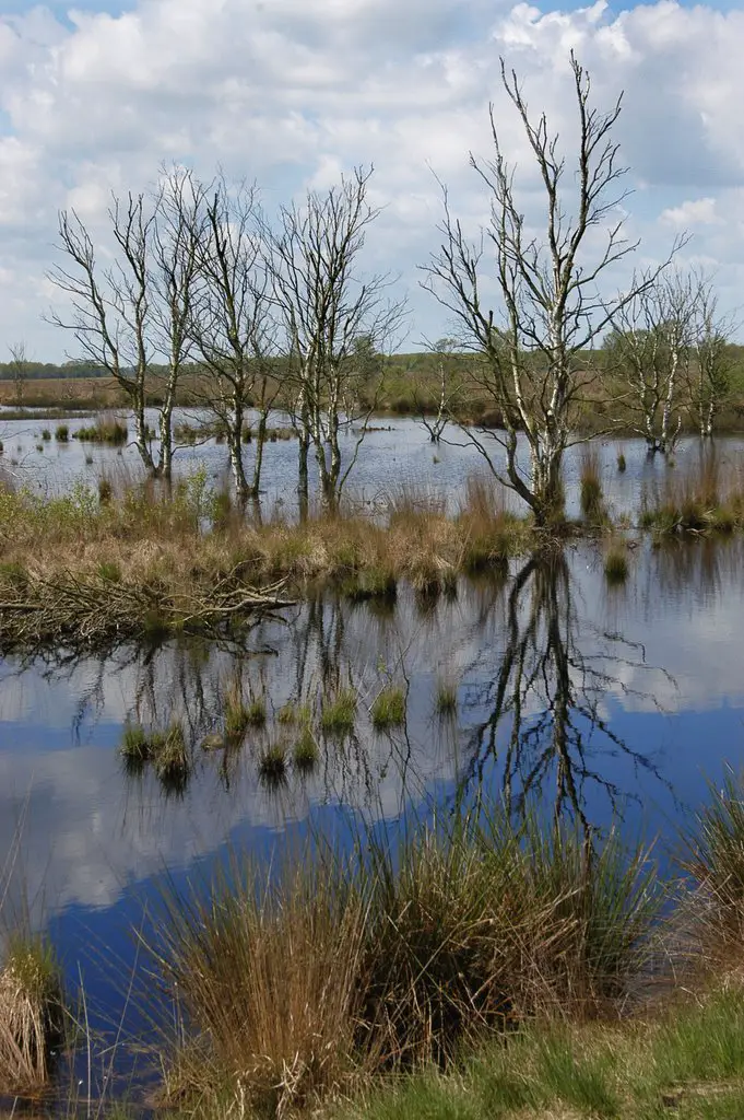 Marshland in Dwingelderveld