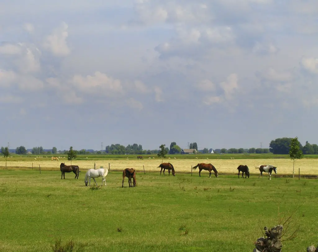 Gemeente Binnenmaas - Landscape with Horses