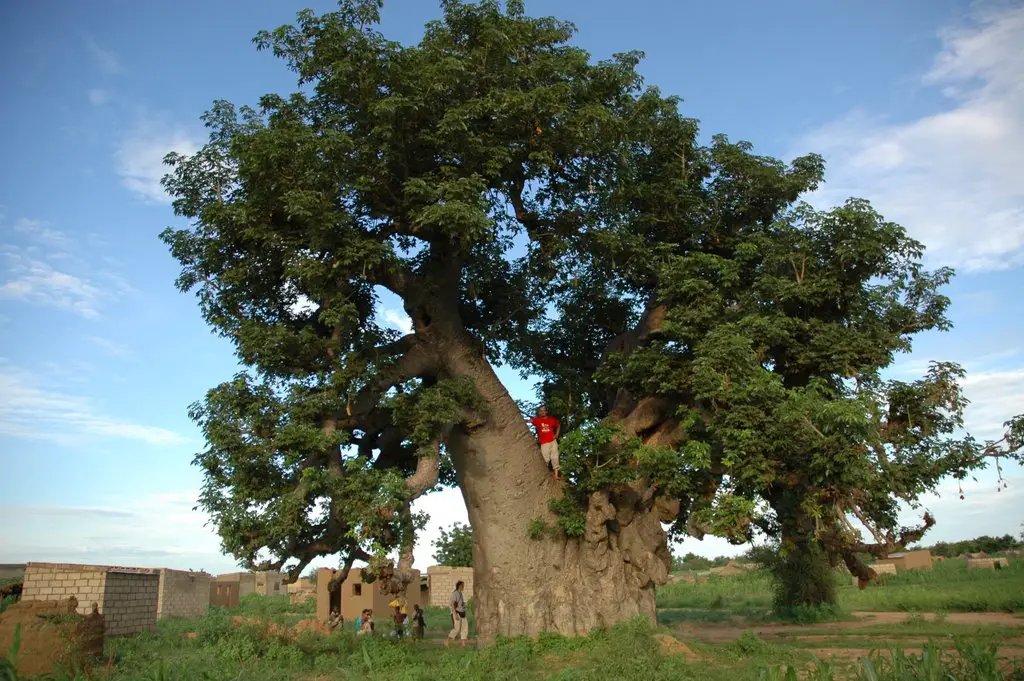 Baobab vicino Koupela 2008