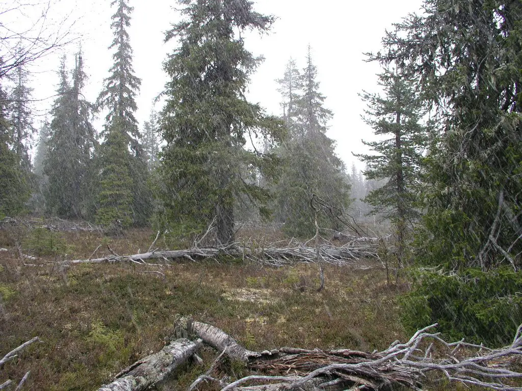 Kärkäsvaara, Savukoski 1 http://www.forestinfo.fi/forestlapland