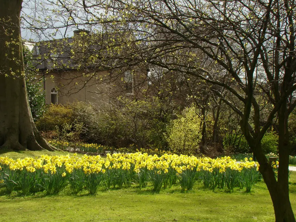 Daffodils On Birch Hill Sheffield Botanical Gardens S11 Mapio Net