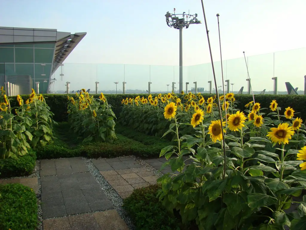 singapore changi airport - sunflower garden | mapio